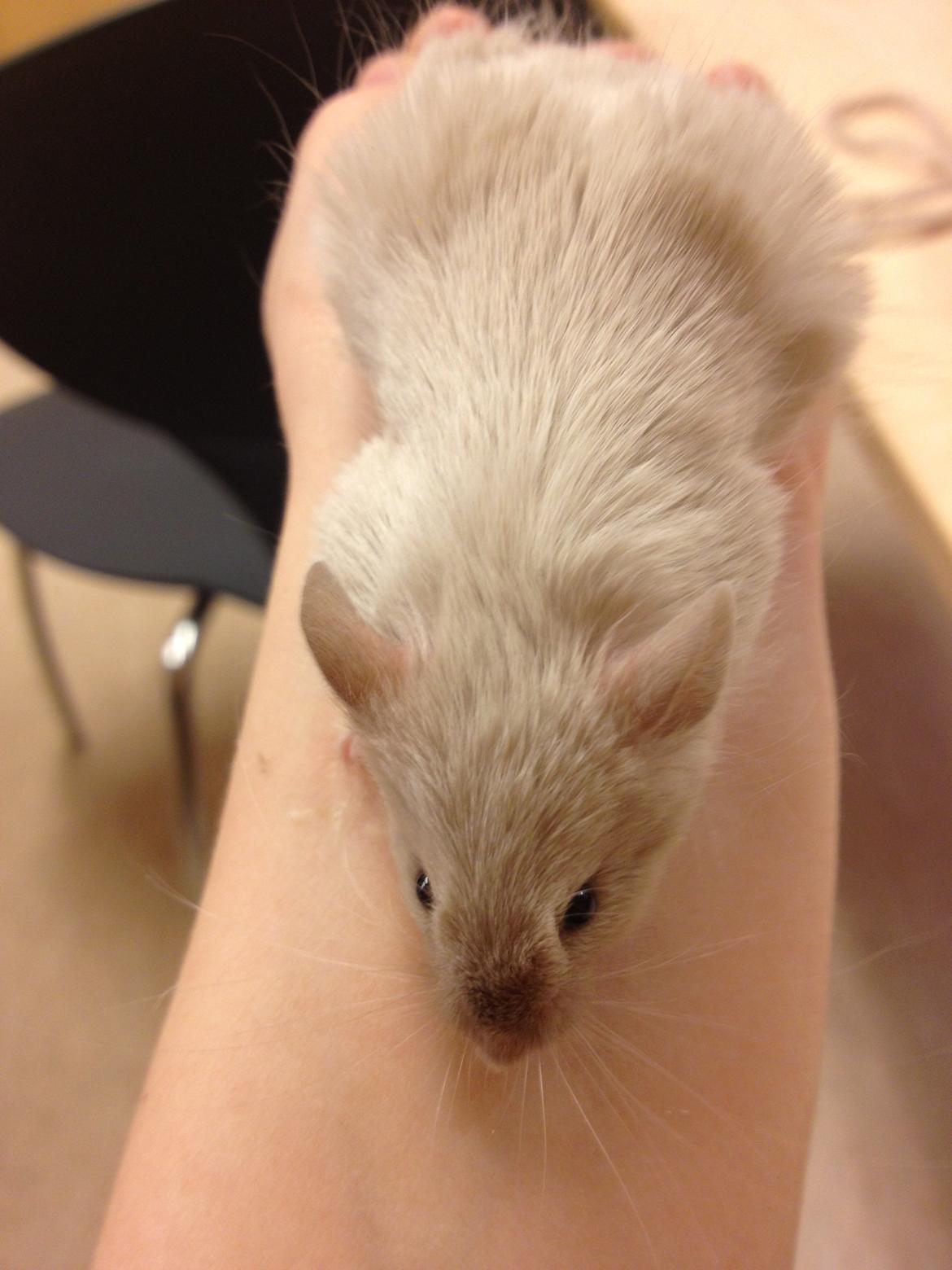 Mus Kineser billede 1