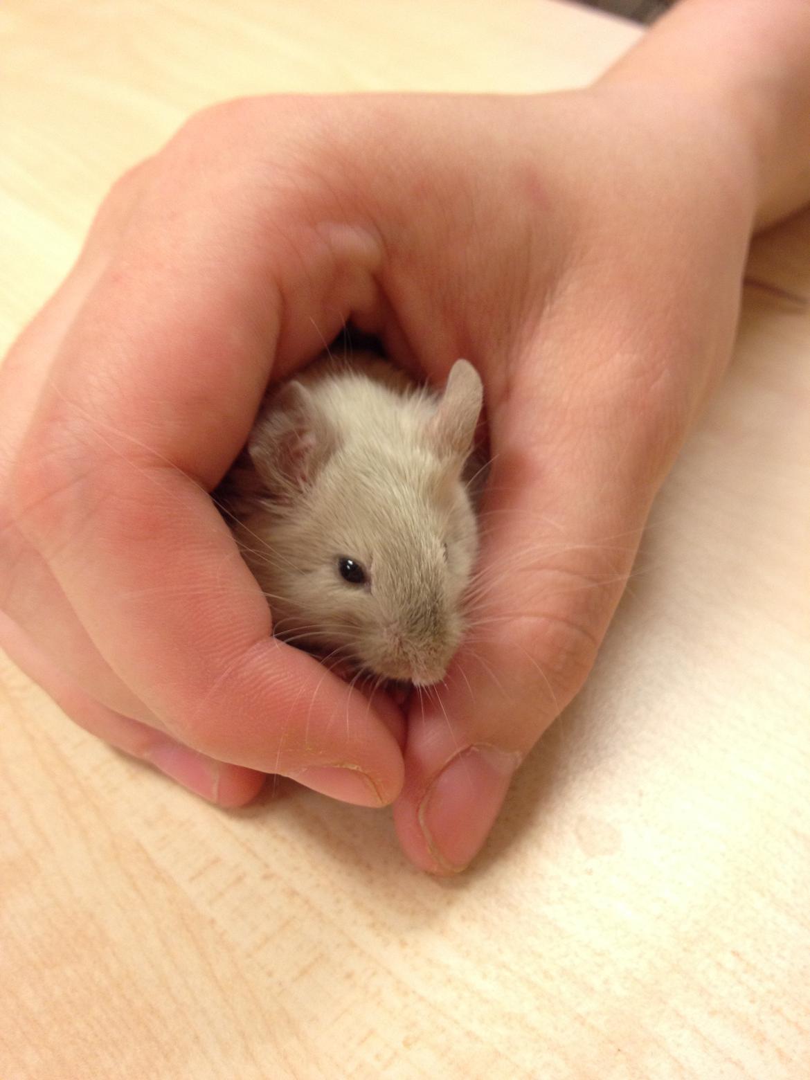 Mus Kineser billede 2