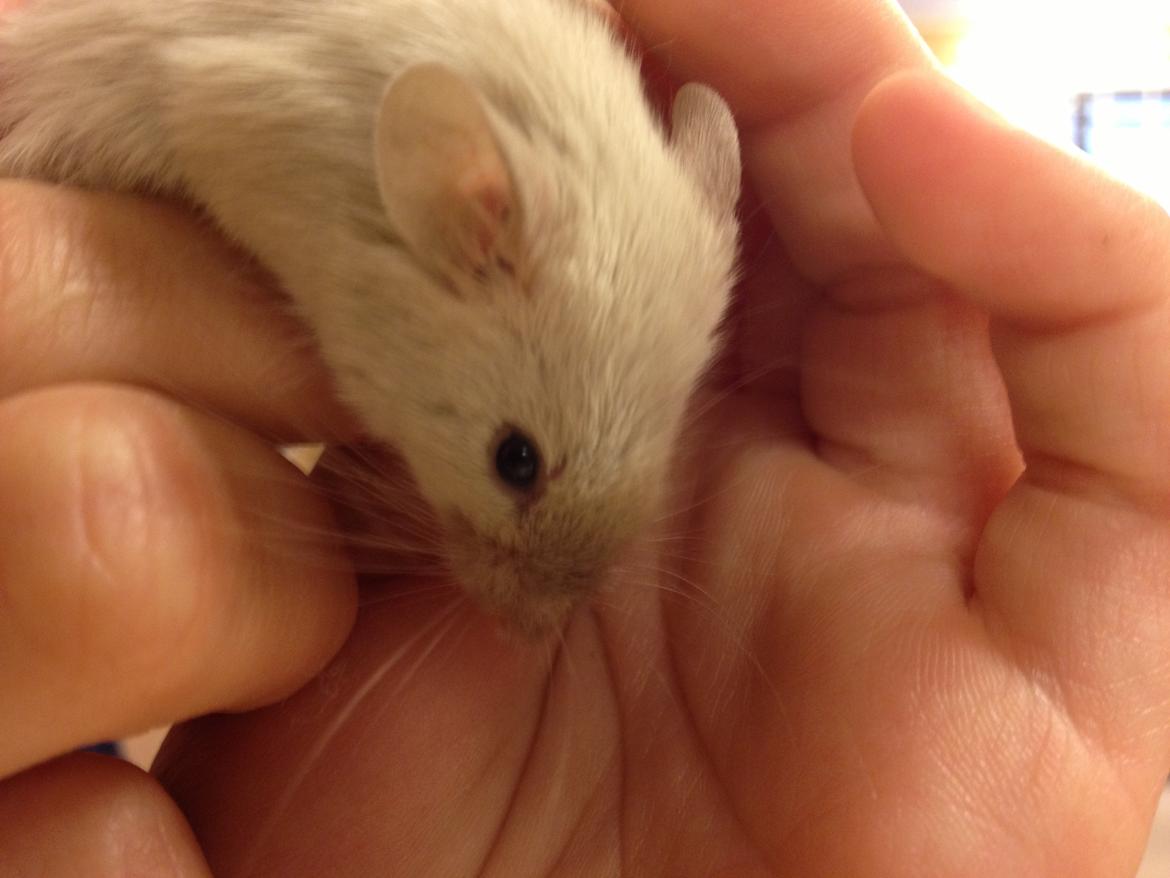 Mus Kineser billede 3