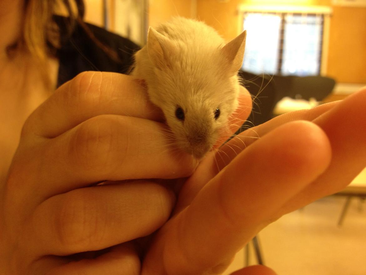 Mus Kineser billede 4