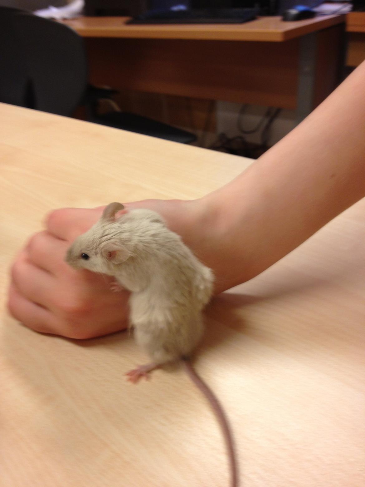 Mus Kineser billede 5