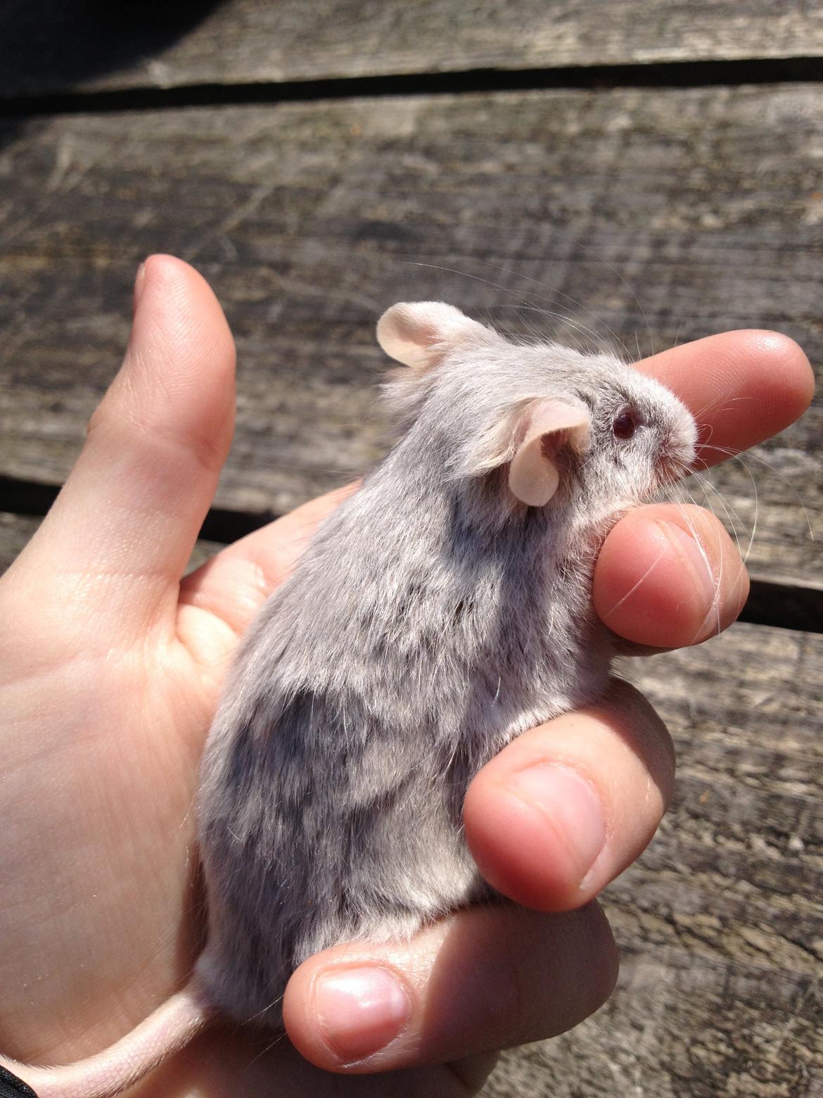 Mus Perle / Tanja Juinor billede 1