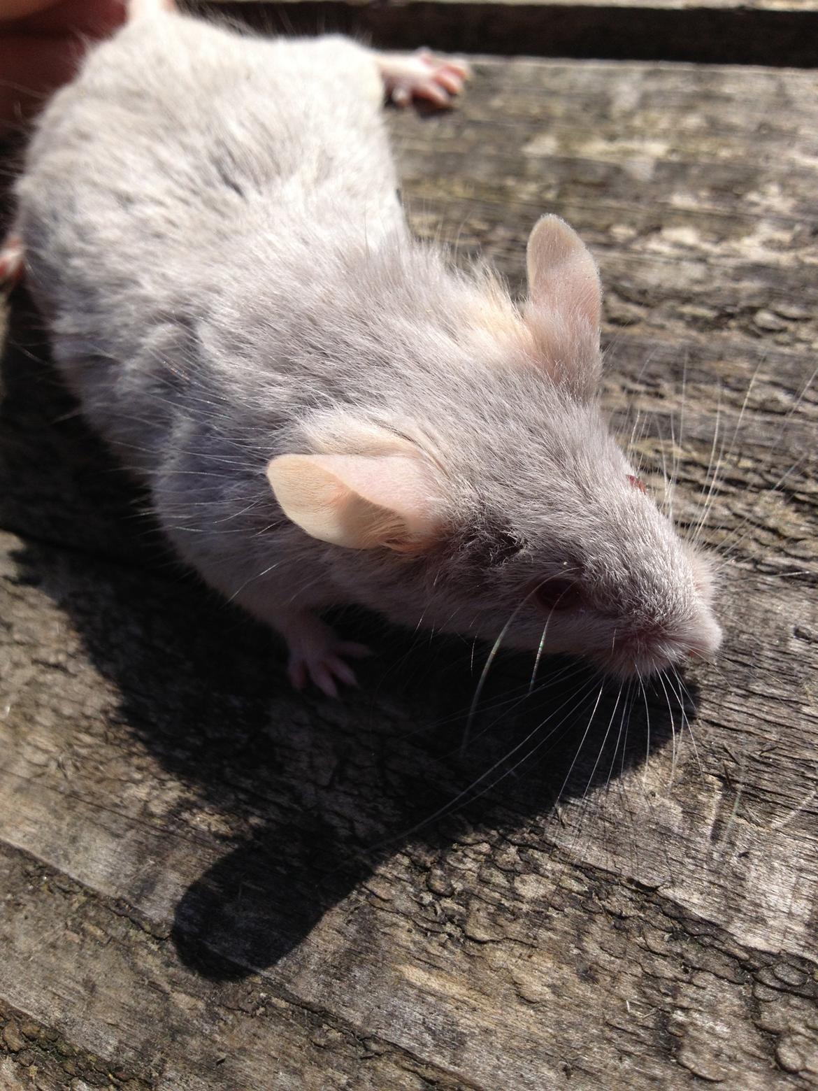 Mus Perle / Tanja Juinor billede 2