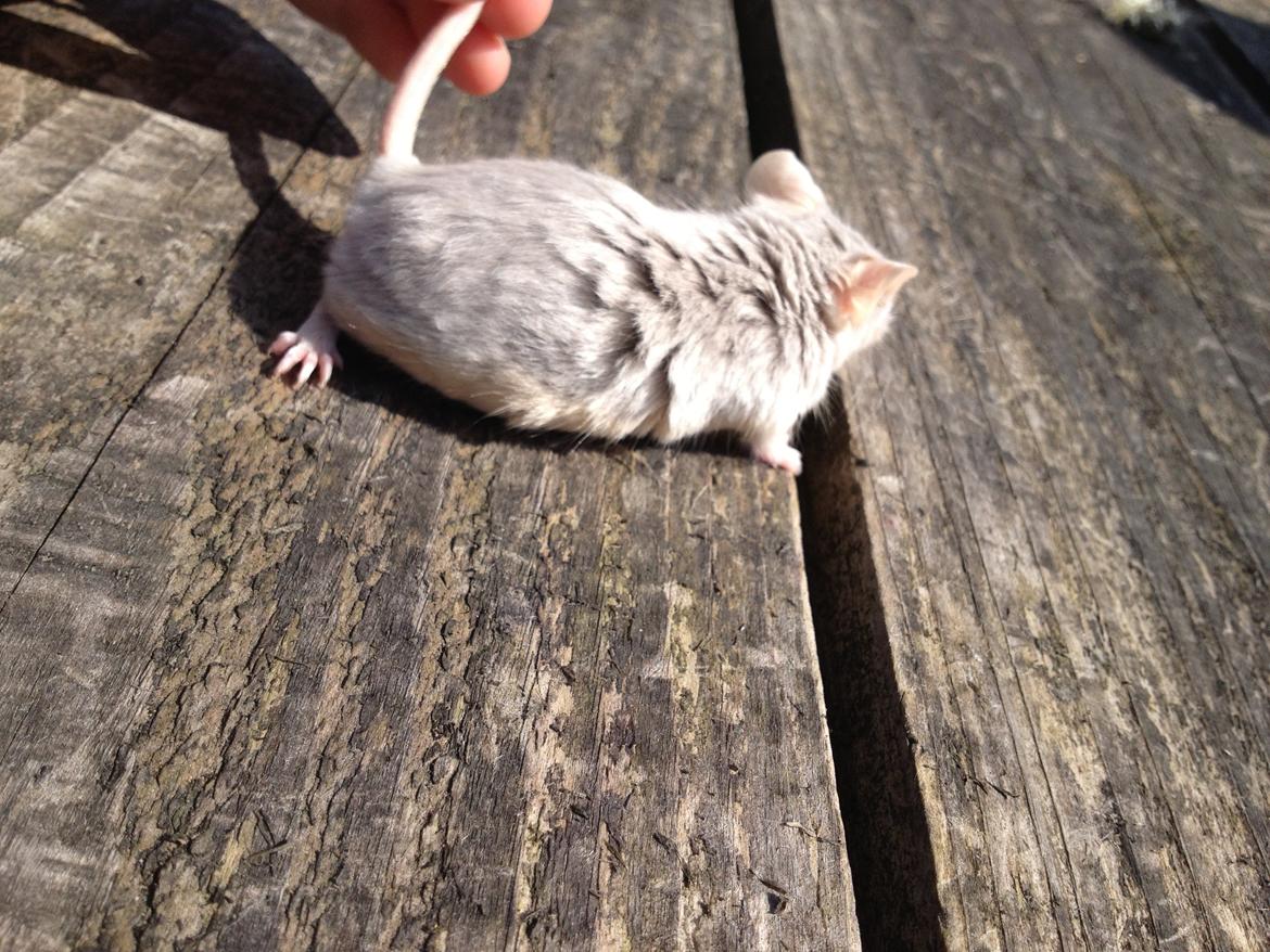 Mus Perle / Tanja Juinor billede 3