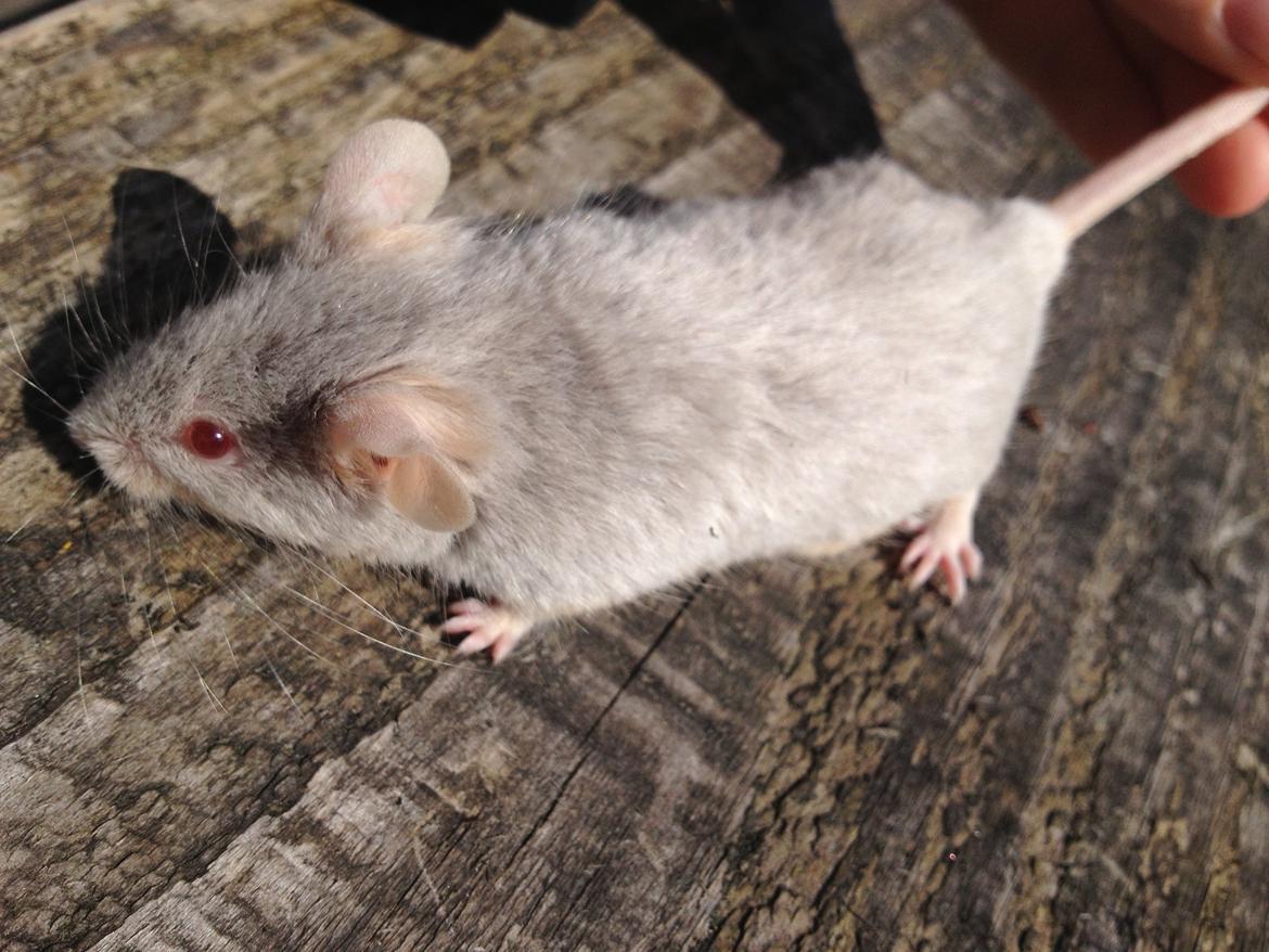 Mus Perle / Tanja Juinor billede 4