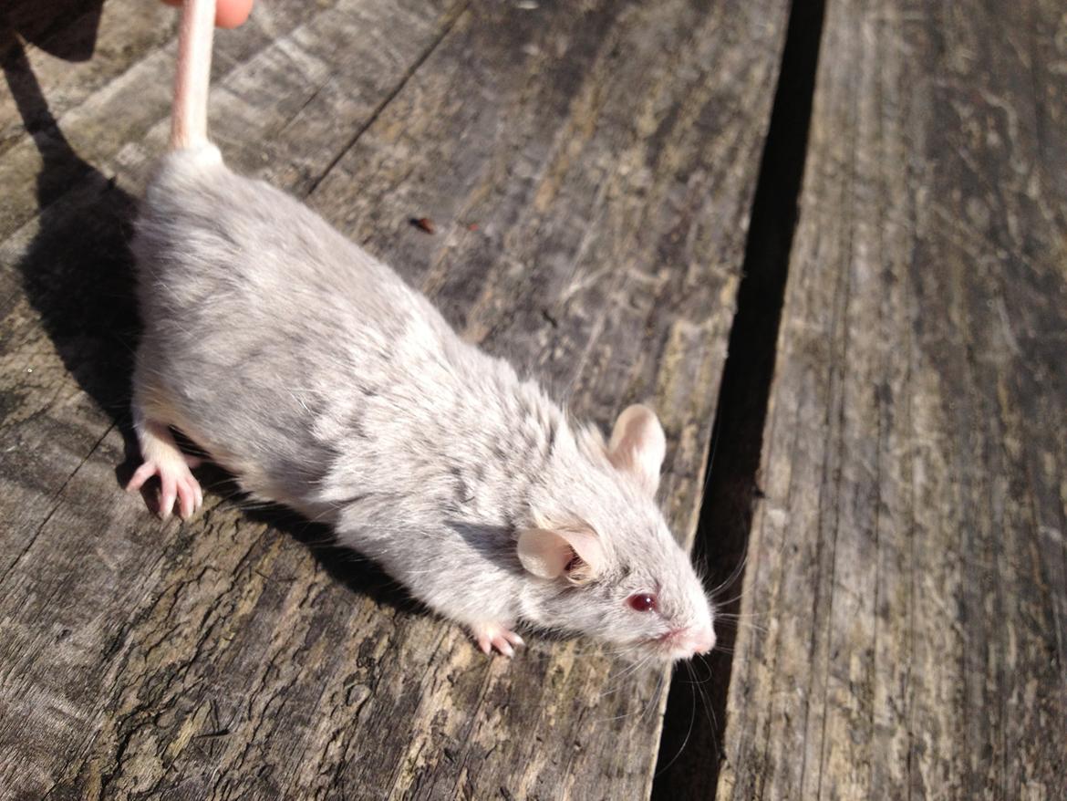 Mus Perle / Tanja Juinor billede 5