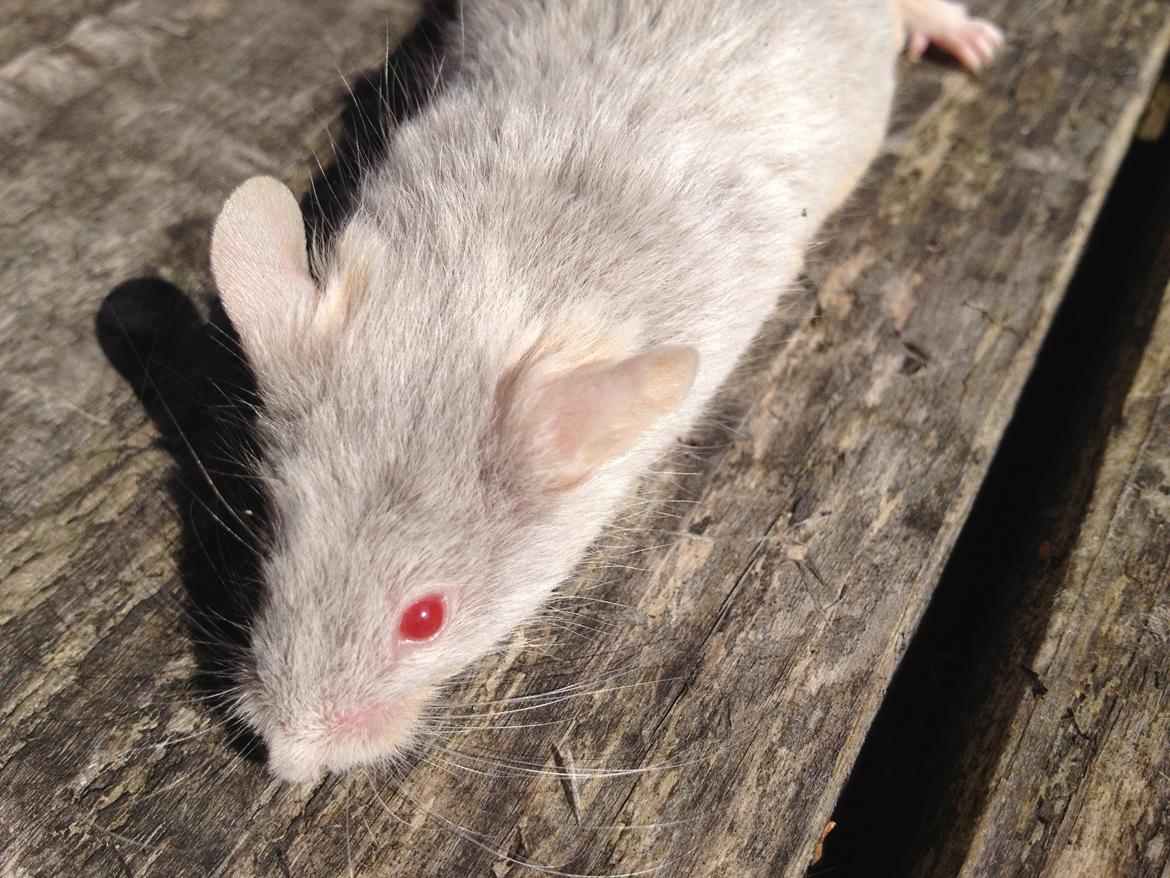 Mus Perle / Tanja Juinor billede 6