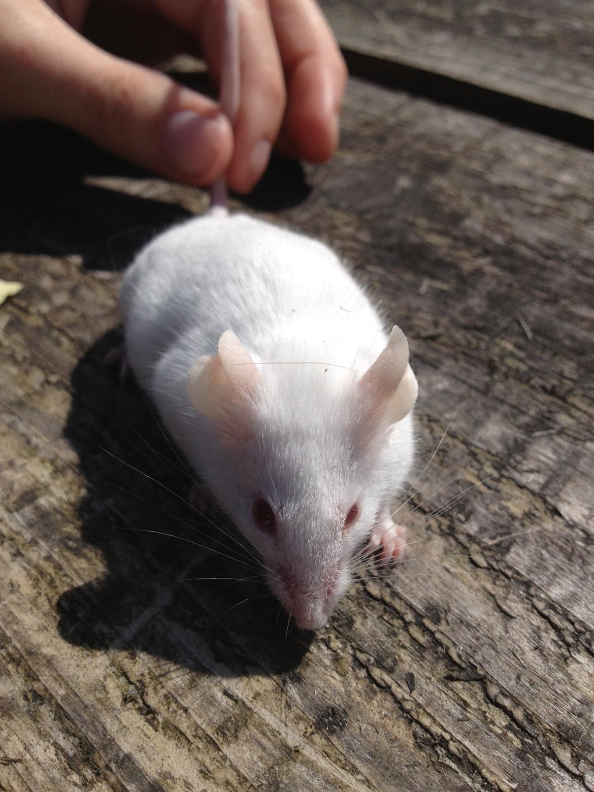 Mus Tissetrold billede 5