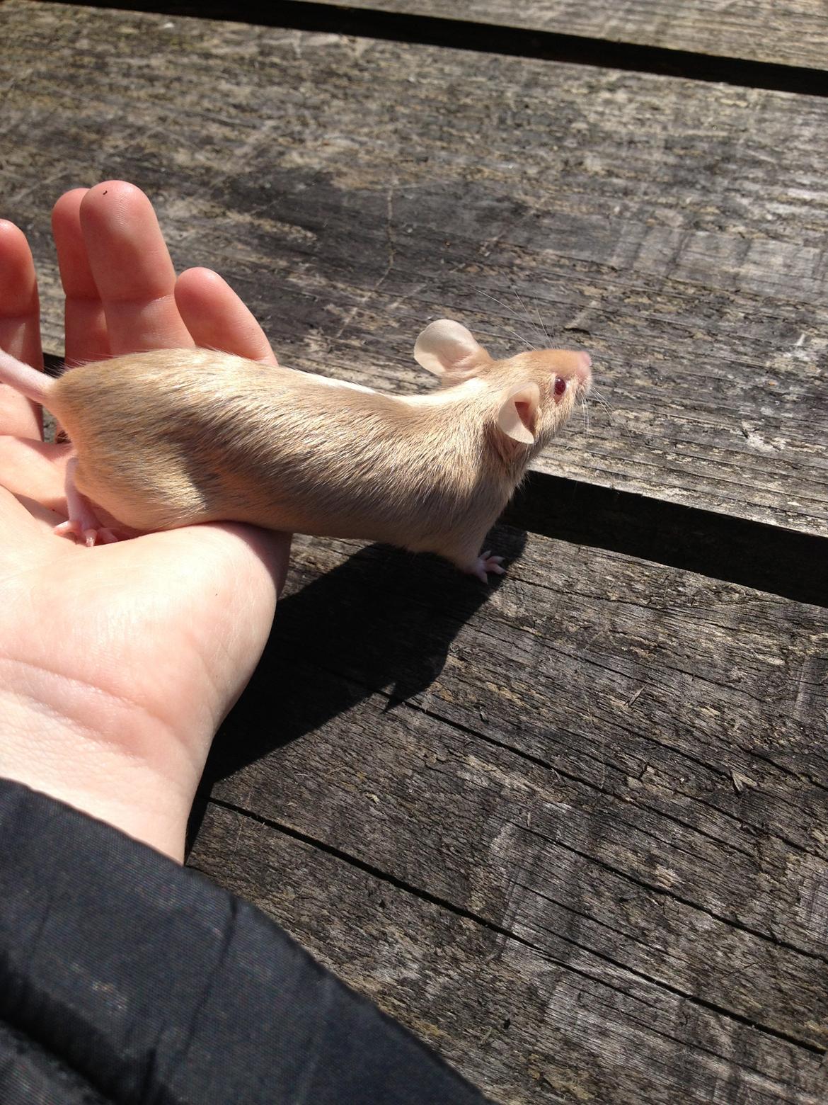 Mus Kamisama billede 2