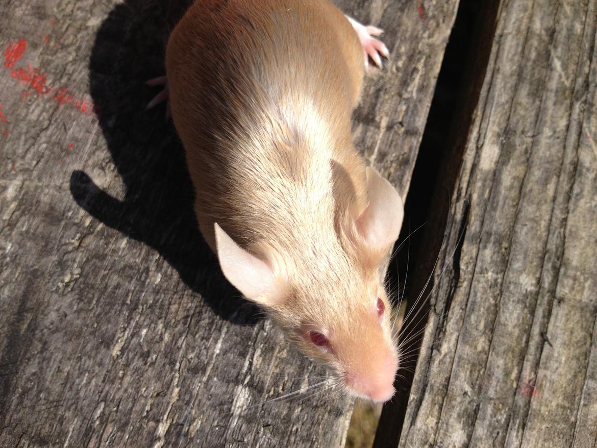 Mus Kamisama billede 3