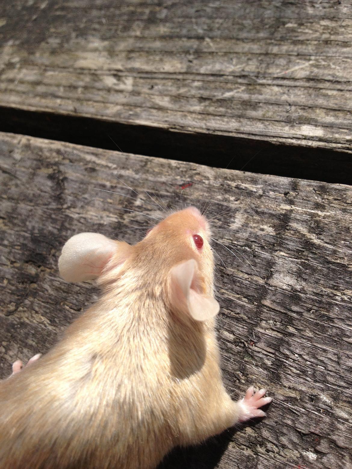 Mus Kamisama billede 4