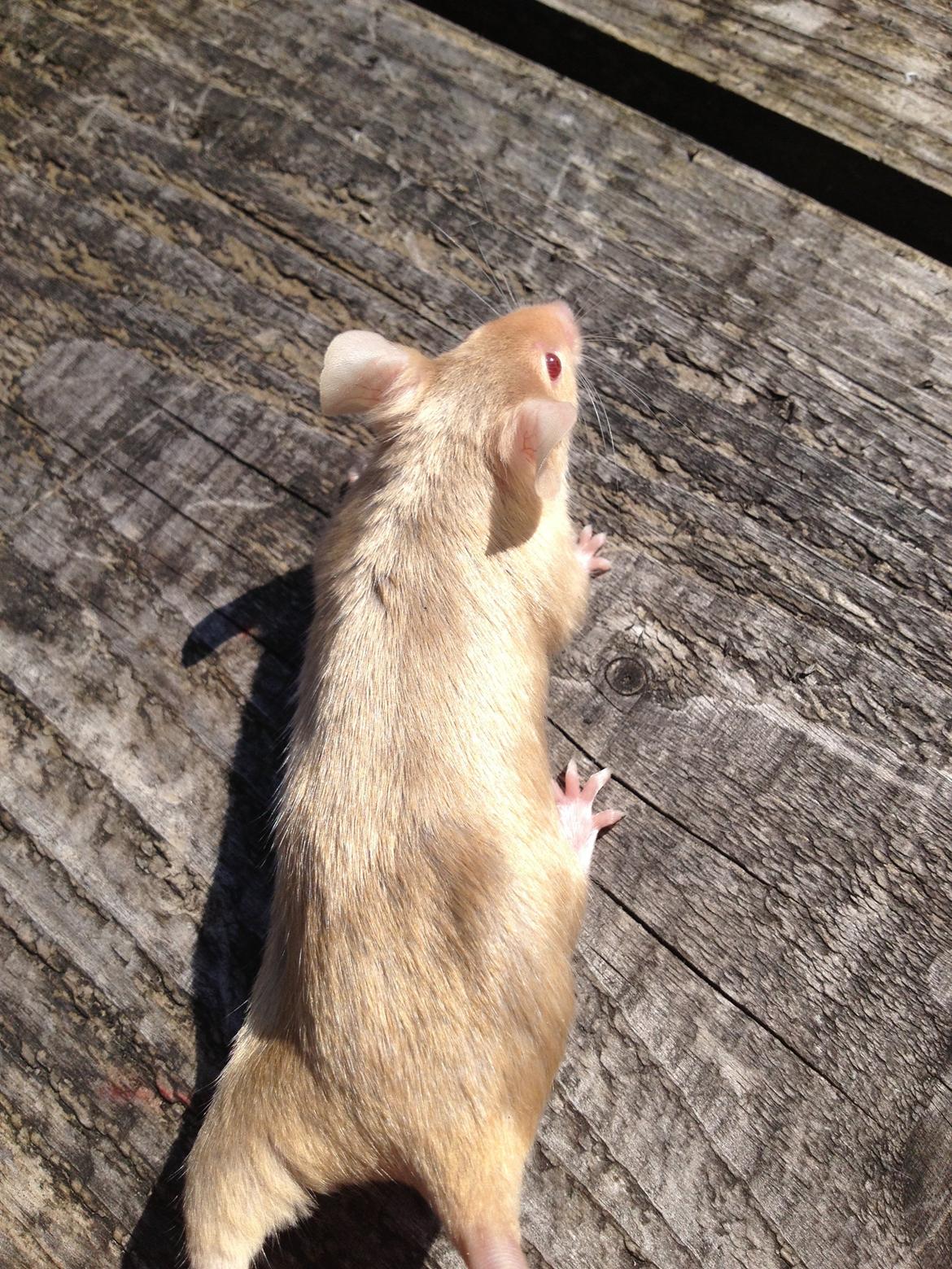 Mus Kamisama billede 5