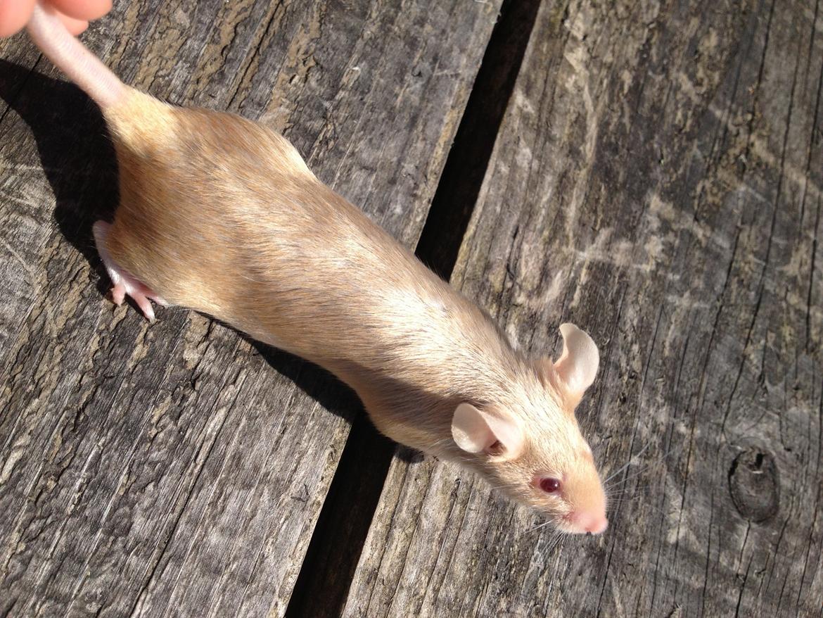 Mus Kamisama billede 6