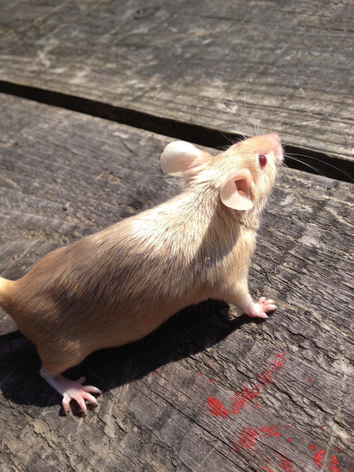 Mus Kamisama billede 7