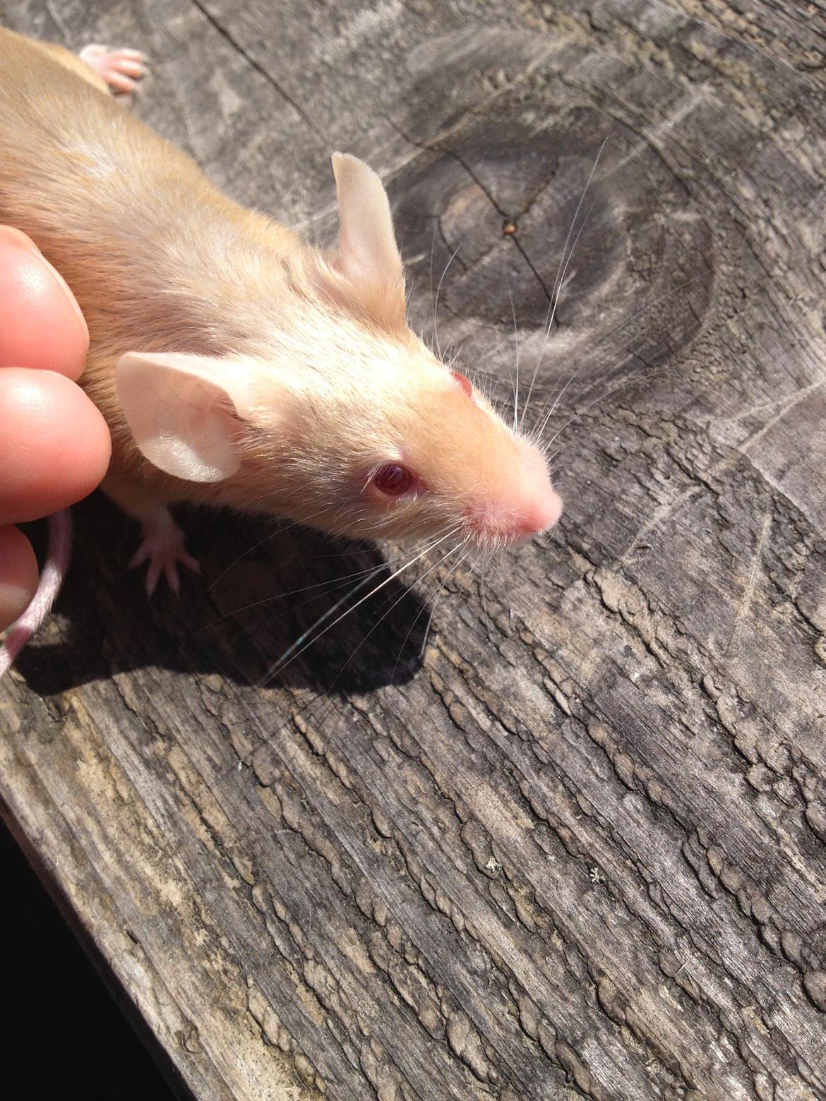 Mus Kamisama billede 8