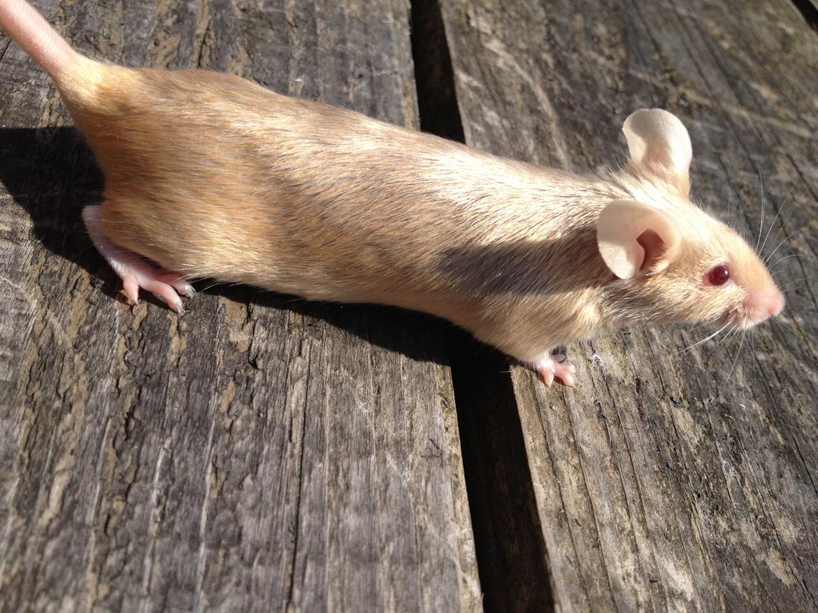 Mus Kamisama billede 9