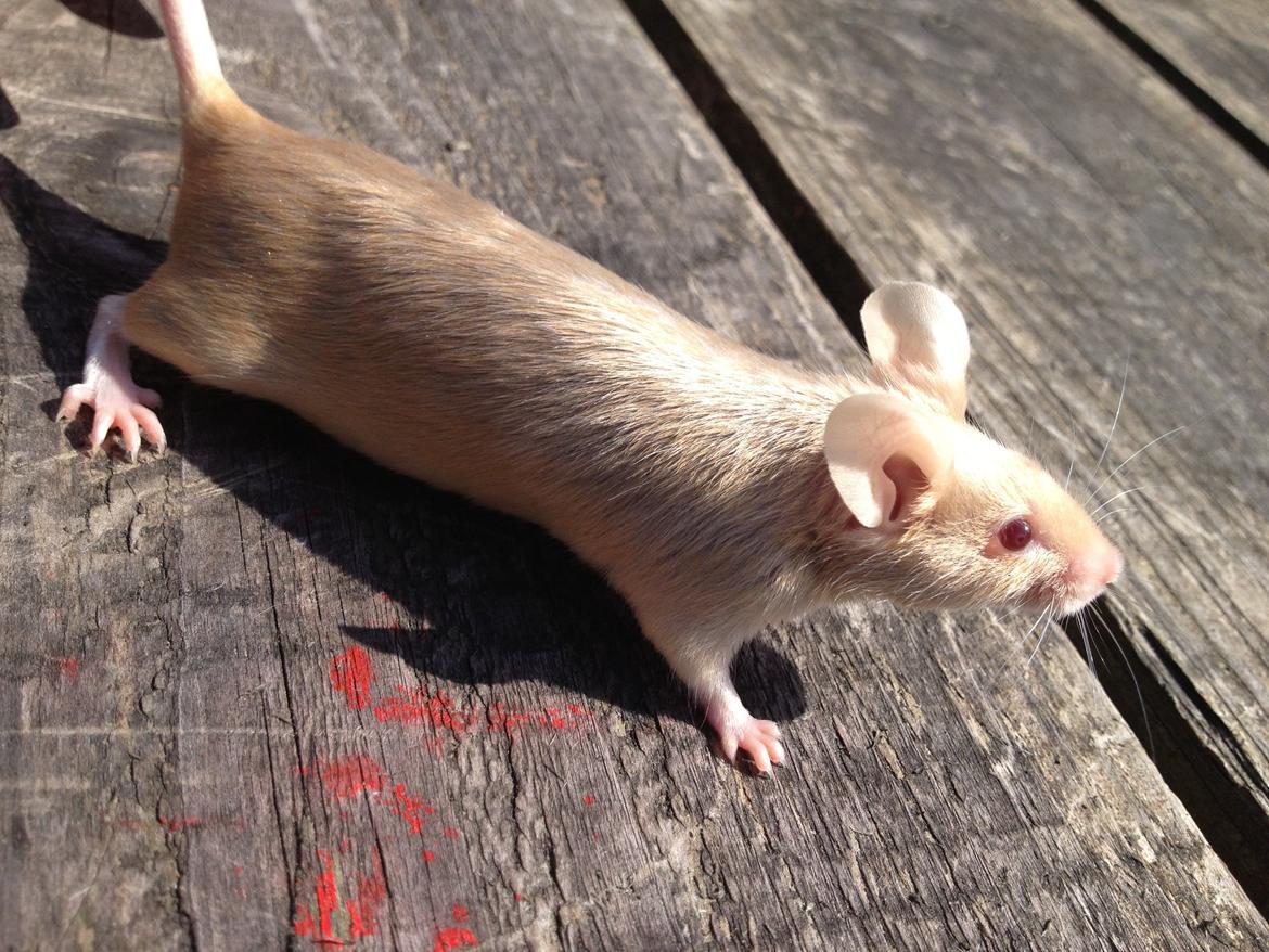 Mus Kamisama billede 10