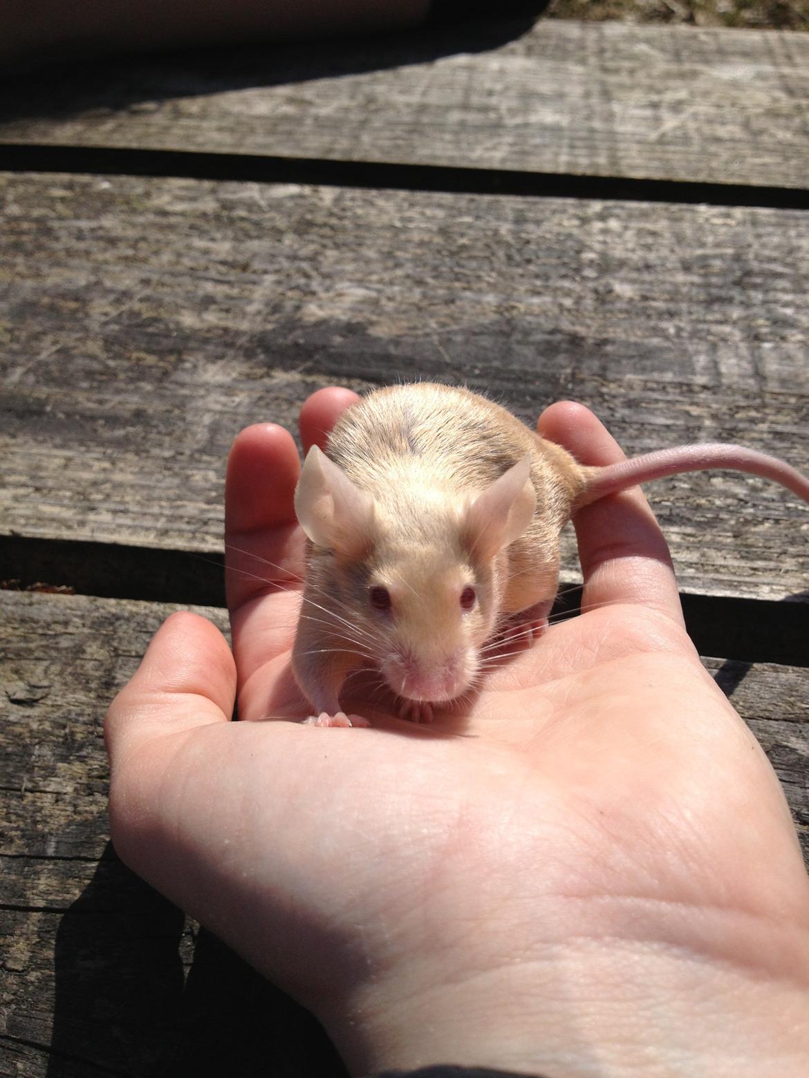 Mus Kamisama billede 11