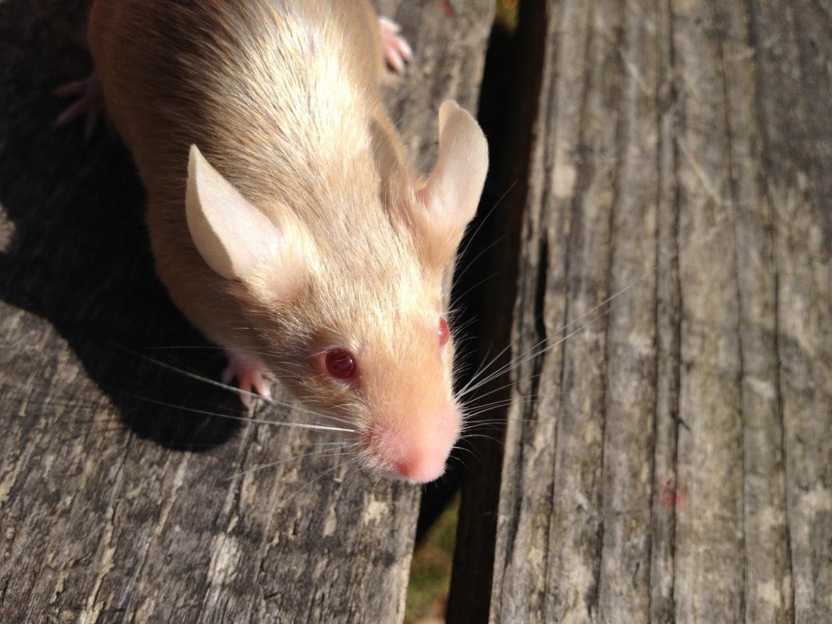 Mus Kamisama billede 12