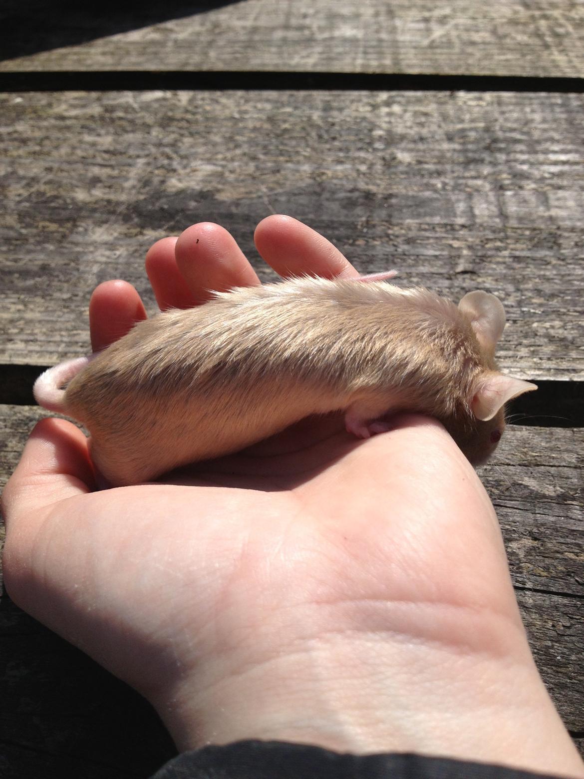 Mus Kamisama billede 13