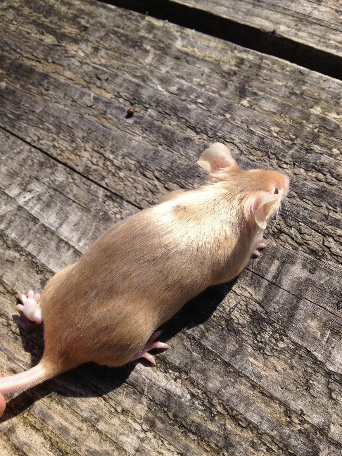 Mus Kamisama billede 14