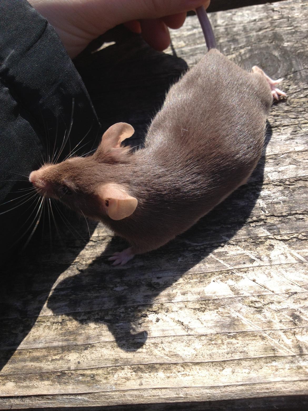 Mus Ingrid billede 1