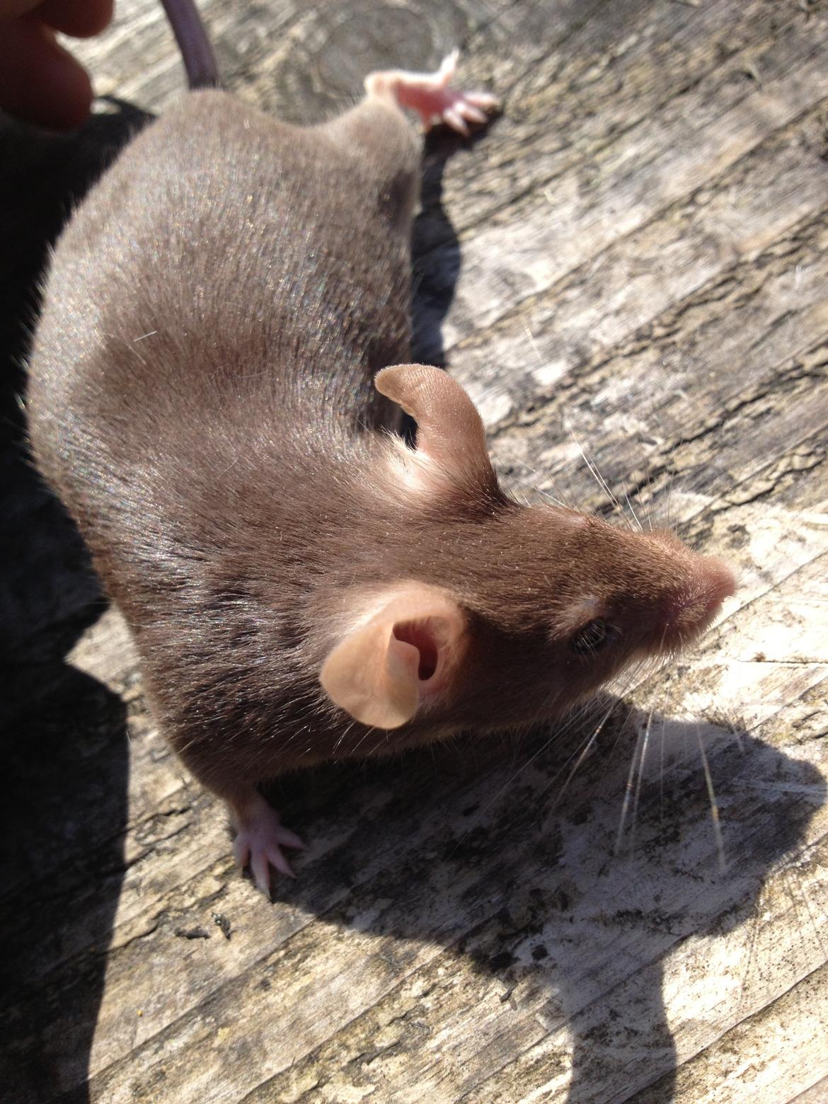 Mus Ingrid billede 2