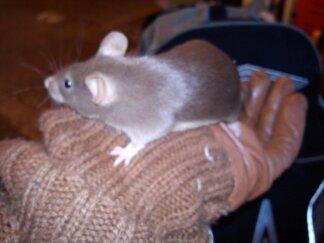 Mus Ingrid billede 3