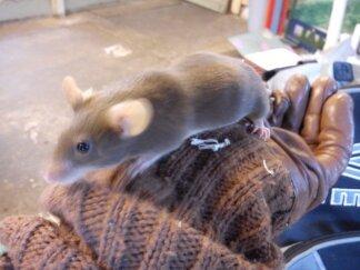 Mus Ingrid billede 4