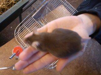 Mus Ingrid billede 5