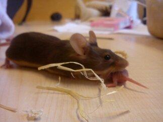 Mus Ingrid billede 6