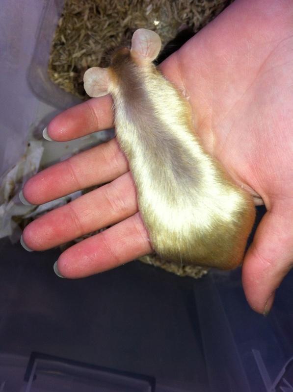 Mus Kamisama billede 15