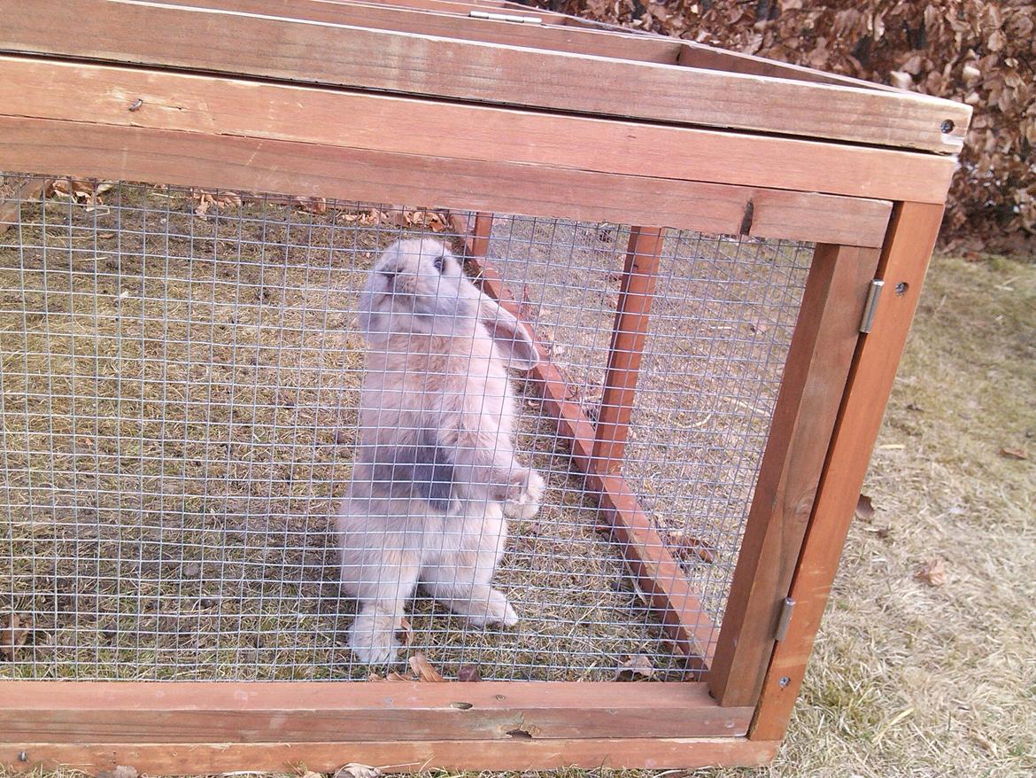 Kanin Selma Power Pil billede 7