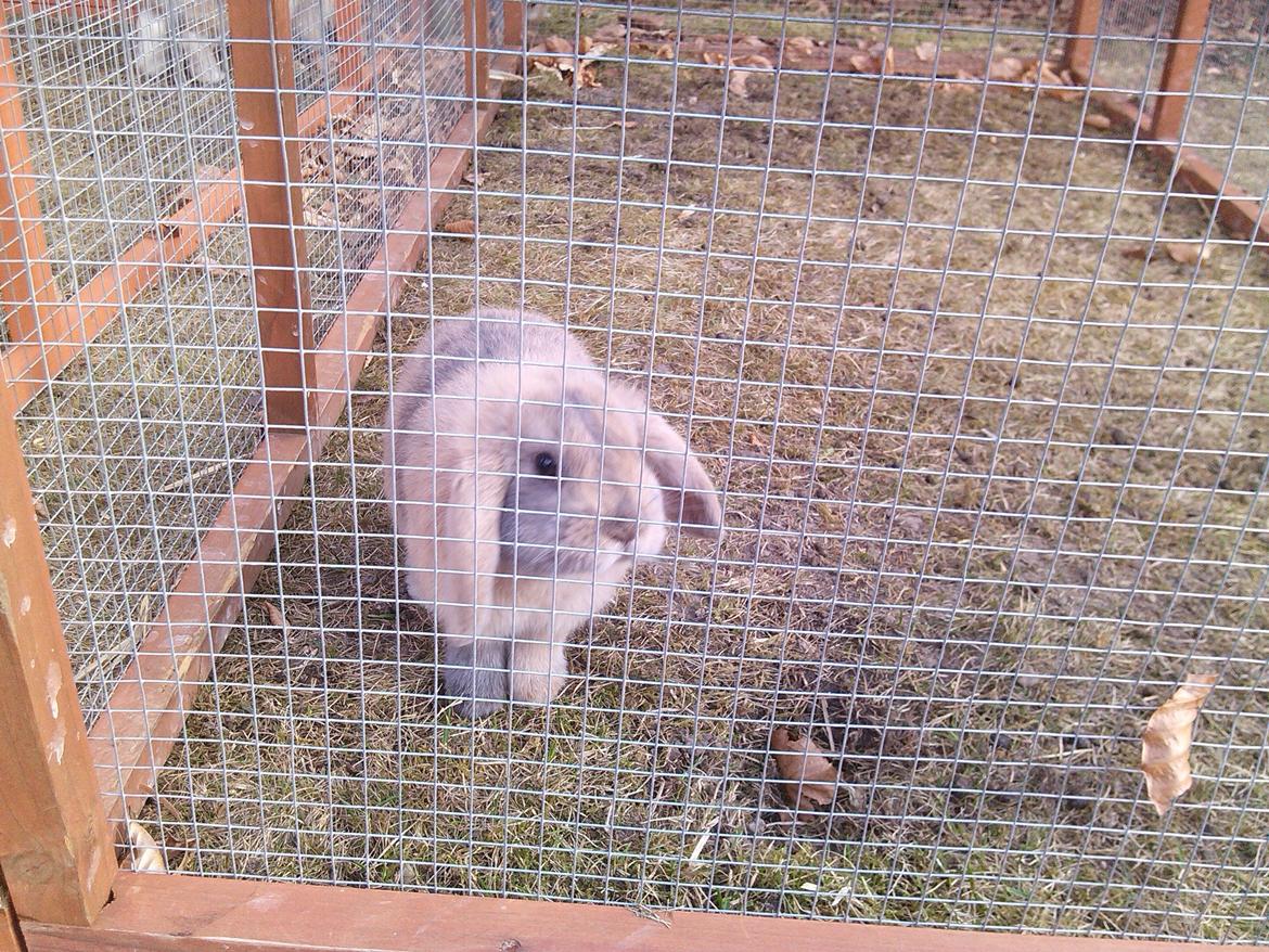 Kanin Selma Power Pil billede 10