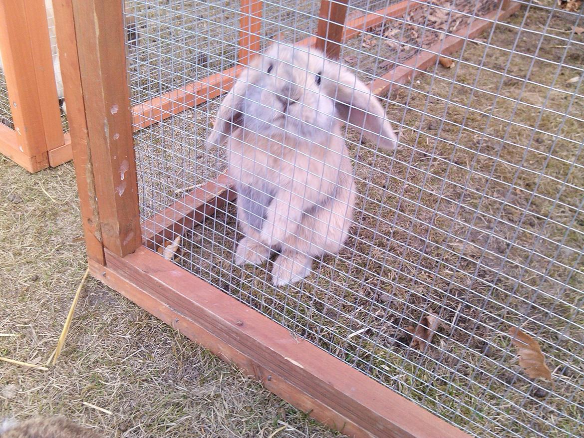 Kanin Selma Power Pil billede 6