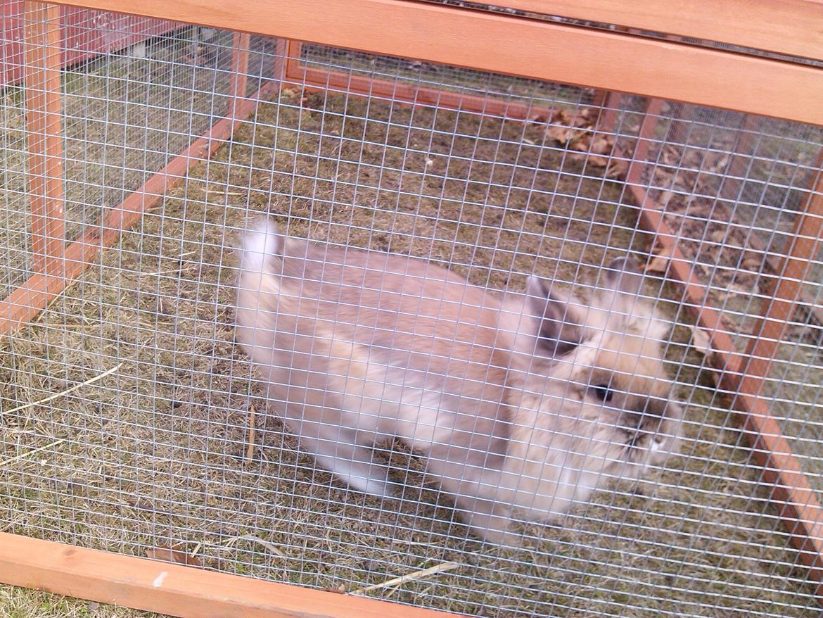 Kanin Kokos billede 20