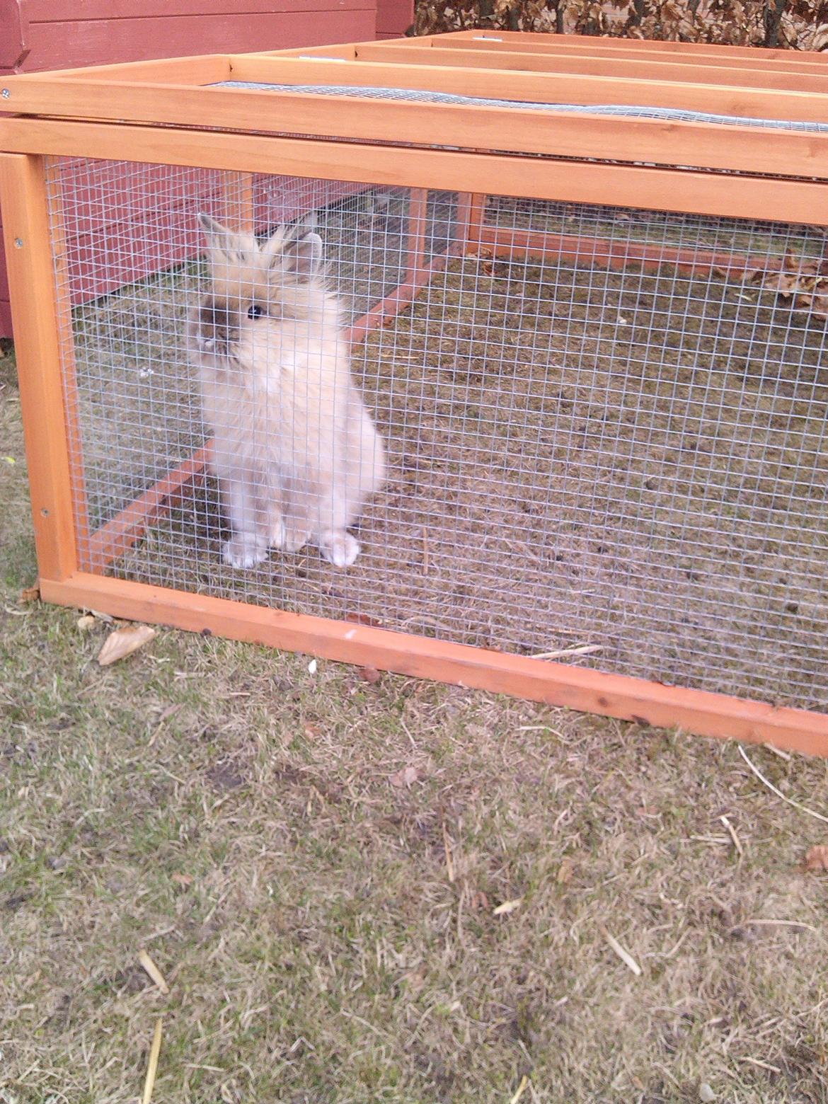 Kanin Kokos - Kokos d. 19/4 billede 13