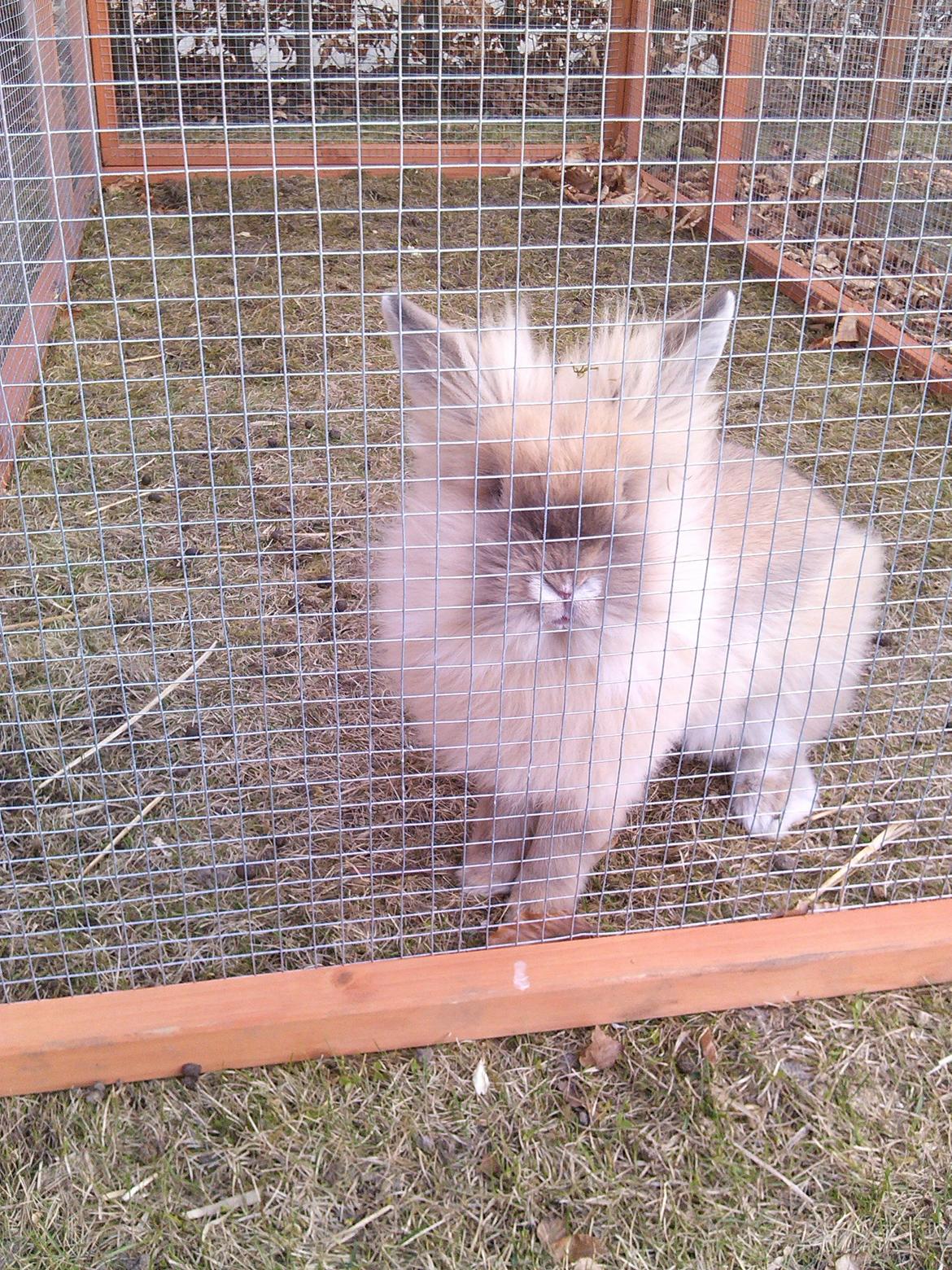 Kanin Kokos - Kokos d. 19/4 billede 8