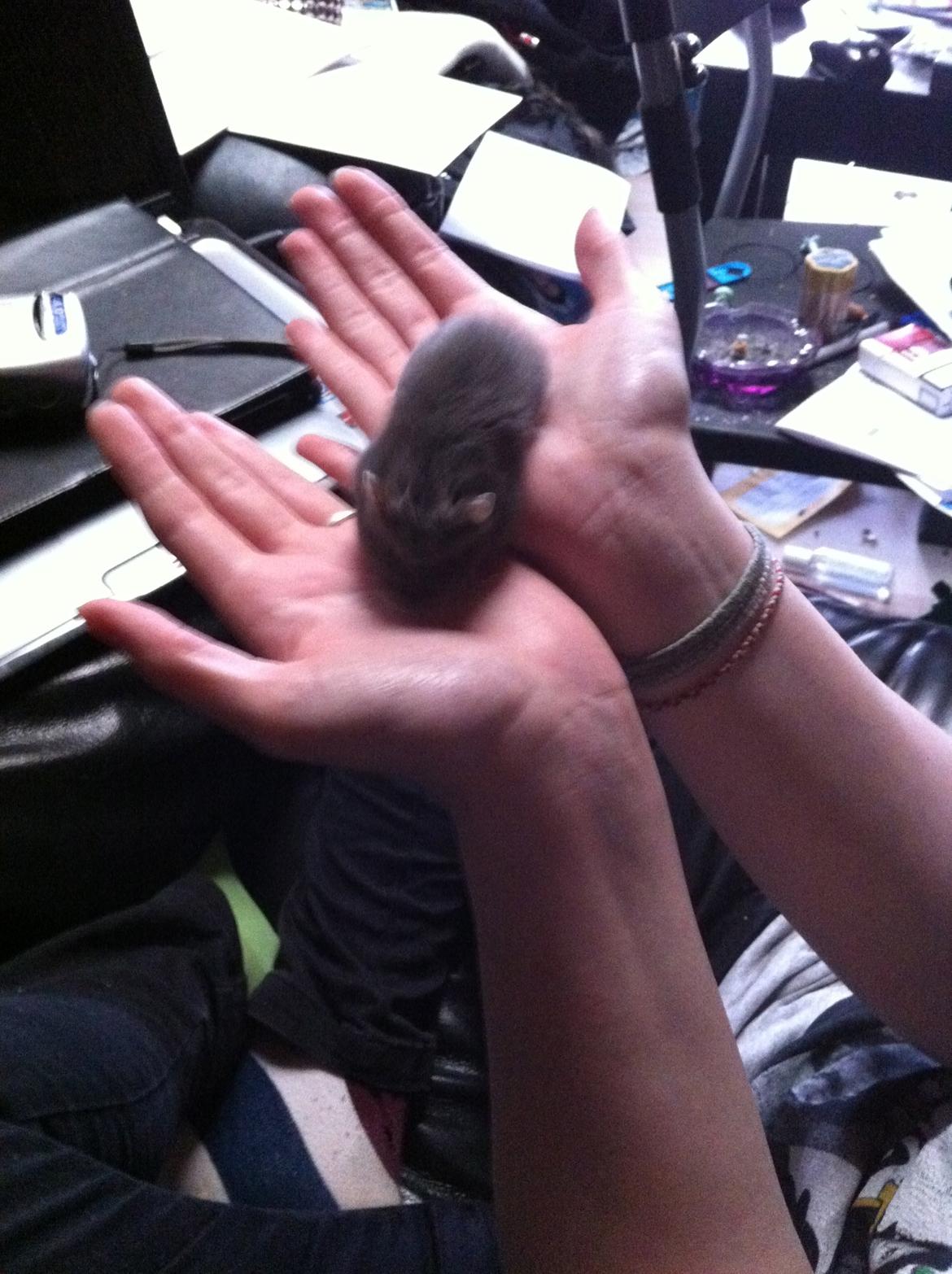 Dværghamster Frikadelja billede 14