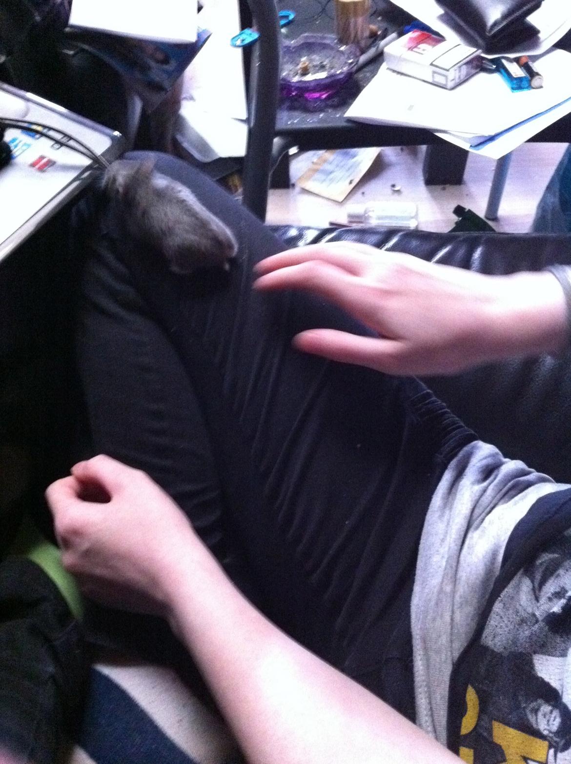 Dværghamster Frikadelja billede 16