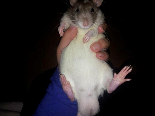 Tamrotte Hell´s Rufio the Magnificent - Ligger lige og slapper lidt af billede 3