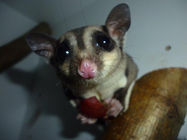 Sugar glider | Suki billede 6