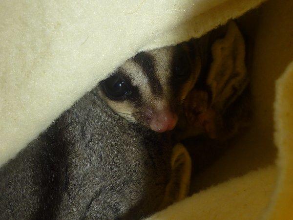 Sugar glider | Suki billede 5