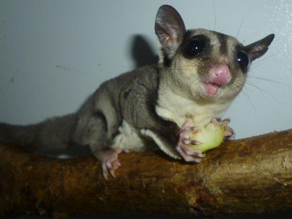 Sugar glider | Suki - Velkommen til Suki's profil! billede 1