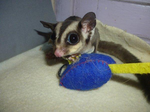 Sugar glider | Suki billede 3