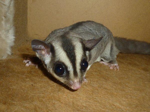 Sugar glider | Suki billede 4