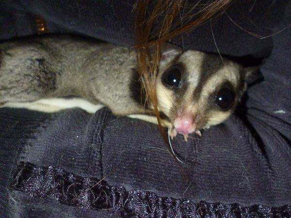 Sugar glider | Suki - Putter i min arm! <3 billede 2