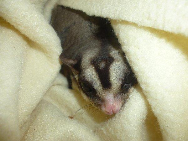 Sugar glider | Liam billede 5