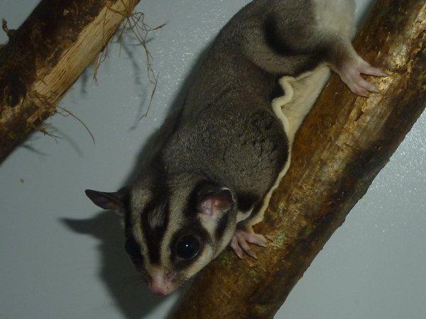 Sugar glider | Liam billede 3