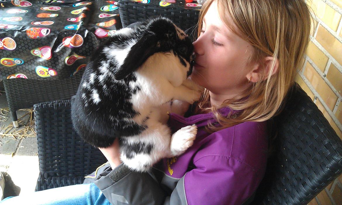 Kanin  Dværgvædder la chica cool lakrids  billede 12